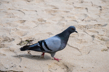 A lone pigeon with vivid orange eyes stands on sandy ground scattered with twigs and footprints.