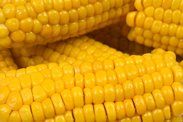 A vibrant close-up shows a pile of freshly cooked corn cobs, highlighting the shiny, bright yellow kernels