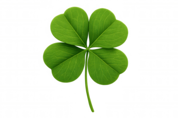 Four leaf clover representing luck and good fortune, symbol of hope and prosperity isolated on transparent background