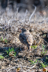 A streaked brown crested lark stands on dry, rocky ground, blending seamlessly into its arid habitat.	
