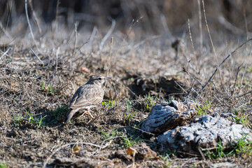 A small brown crested lark bird stands alert on dry, grassy terrain beside a pale, weathered stump in a quiet natural setting.