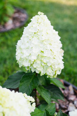 Panicle Hydrangea Pinky Promise Blossoming in Garden