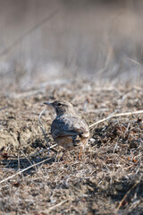 A streaked brown crested lark stands on dry, rocky ground, blending seamlessly into its arid habitat.	
