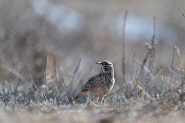 A small brown crested lark bird stands alert on dry grass, blending into its natural habitat under soft, muted light.