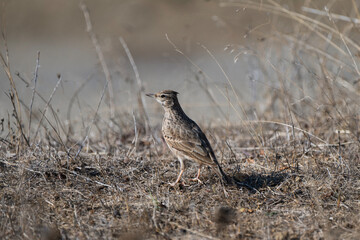 A streaked brown crested lark stands on dry, rocky ground, blending seamlessly into its arid habitat.	
