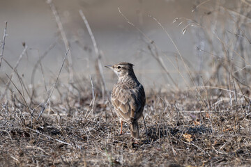 A speckled  crested lark  bird with raised crest stands alert on dry, twig-strewn ground, framed by soft light and muted earthy tones.