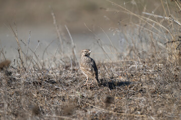 A streaked brown crested lark stands on dry, rocky ground, blending seamlessly into its arid habitat.	

