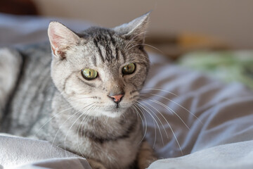 綺麗な目で見つめる可愛い猫　サバトラ猫	