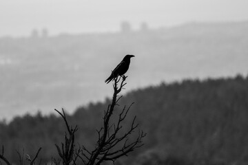 A black common raven bird perches on a bare branch above a forested valley with a hazy city in the distance.