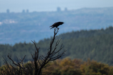 A black common raven bird perches on a bare branch above a forested valley with a hazy city in the distance.