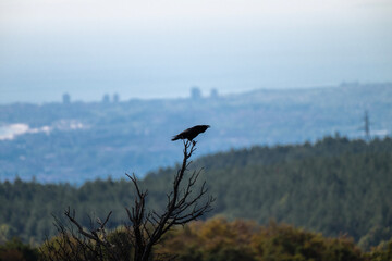 A black common raven bird perches on a bare branch above a forested valley with a hazy city in the distance.