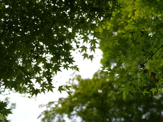 Kyoto, Kiyomizu-dera Temple, cloudy sky, Japan, cultural relics
