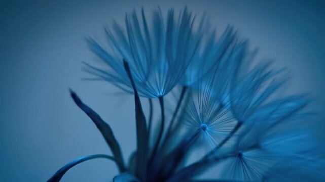 Close up of a dandelion flower with delicate seed heads in shades of blue