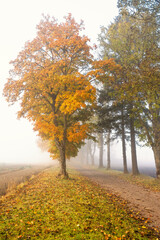 Autumn colors in a tree lined dirt road in the countryside on a foggy autumn day