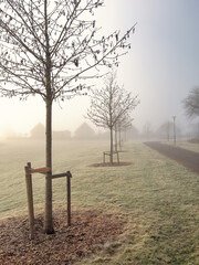 Leafless trees by a footpath in a park a cold misty winter day