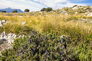 Meadow in the mountains with flowers and dry grass
