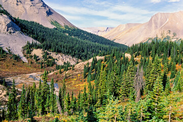 Spruce forest in a valley among mountains at autumn