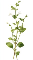 Fototapeta premium Botanical illustration of a flowering plant with green leaves and small white blossoms