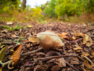 Single Leaf on Mulch Ground with Autumn Colors