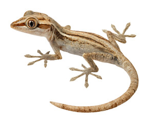 Naklejka premium Lizard climbing on rock nature habitat wildlife isolated on transparent background