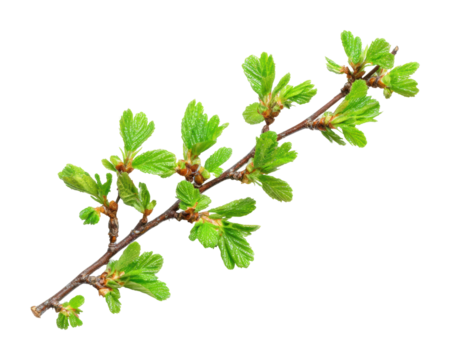 Vibrant green leaves branch nature fresh spring environment isolated on transparent background