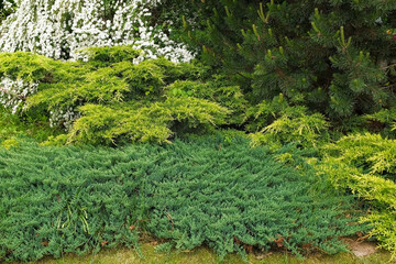 Obraz premium Cypress genus Juniper medium Gold Kissen in the yard pathway. Landscaping, path design. Decorative conifer Evergreen Juniperus squamata Green Carpet. Ornamental dwarf blue silver plant. Stone garden