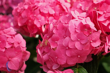 Hydrangea blooming. Blue, purple and pink heads of hydrangea flower petals. Beautiful Garden. Landscaping trend. Shrubbery blooms in the backyard. Scenic of nice landscaped. Green home design. Closeup