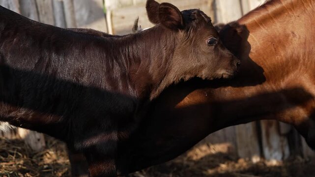 Young black and brown calves playfully butting heads while resting on hay-covered barn floor, demonstrating natural bovine interaction and curious behavior