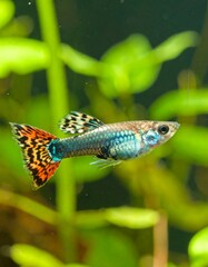 Vibrant blue green guppy swims among plants today