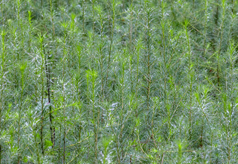 Close-up of many young Larix decidua trees in a nursery