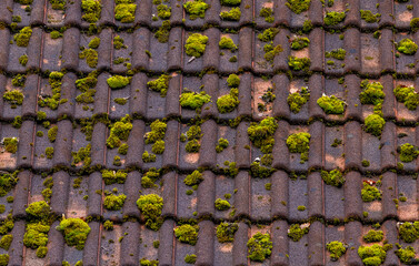 Close-up of green moss on the roof of a house