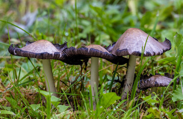 Close-up of a group of Coprinopsis atramentaria mushrooms