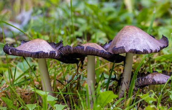 Close-up with a group of Coprinopsis atramentaria mushrooms