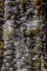 Close-up of resin flowing down the trunk of a coniferous tree