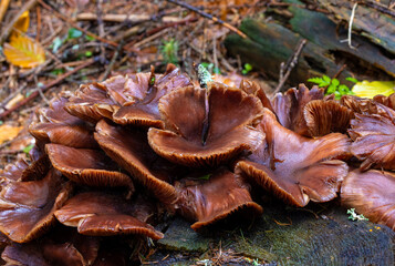 Close-up of a group of Armillaria mellea mushrooms