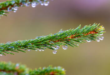 Close-up of water drops on a spruce twig