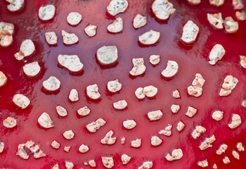 Close-up of the spotted surface of an Amanita muscaria mushroom