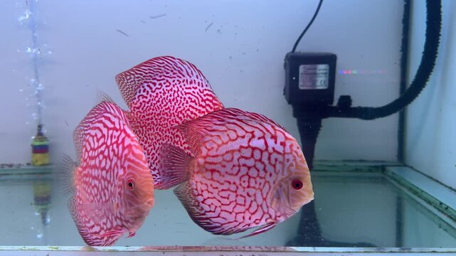 Red spotted Discus (Symphysodon aequifasciatus) aquarium fish swimming