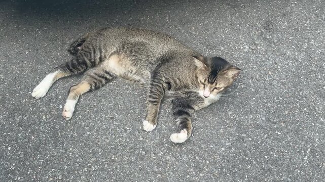 Grey tabby cat rests on the floor, gradually opening its eyes. The feline radiates comfort and relaxation , highlighting its charming features