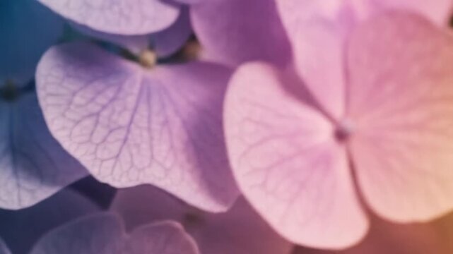 Close up view of colorful hydrangea flower petals and soft lighting