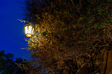 Lantern Illuminating Ivy-Covered Wall against Deep Blue Sky