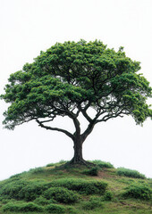 Obraz premium Happy lifestyle festival celebrating fashion amidst nature tree landscape calm environment scenic viewpoint