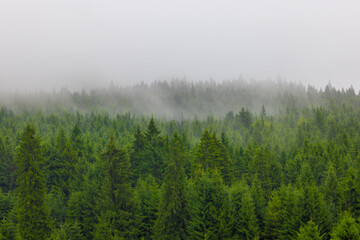 Landscape with clouds descending on coniferous forest. Fog on pine forest