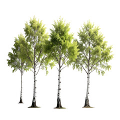 Fototapeta premium Group of slender trees with white-marked bark and green leafy crowns against black