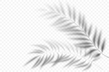 Shadow of palm leaves. Overlay light shade of tropical plants. Vector blurred illustration of exotic foliage. Floral transparent reflection on wall
