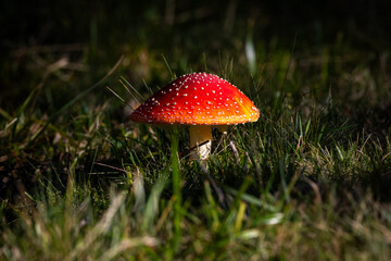 fly agaric (Amanita muscaria) on a autumn meadow in Berner Oberland