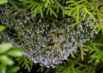 Water drops on a spider web