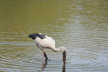 Fototapeta premium White stork (Ciconia ciconia). Wildlife animal on nature background