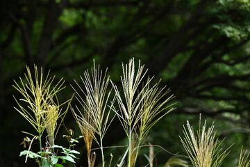 日本の秋を象徴する花
