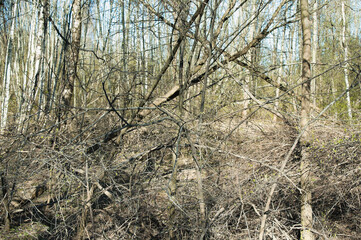 dry branches in the forest after winter in spring